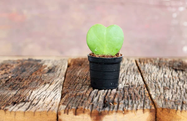 Gröna blad och röda hjärta form i blomkruka — Stockfoto