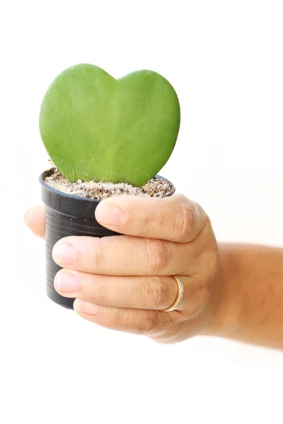 Mulher mão segurar folha verde e forma de coração vermelho no vaso de flores — Fotografia de Stock