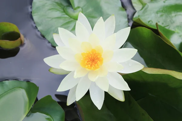 Makro z bliska biały Lotos żółty kwiat lub weter lilly — Zdjęcie stockowe