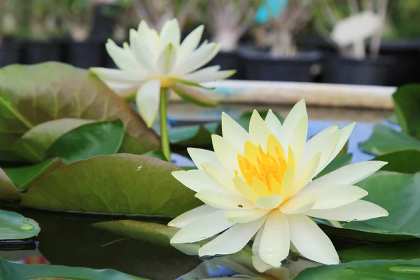 Makro zblízka Bílý lotos žlutý květ nebo weter lilly — Stock fotografie