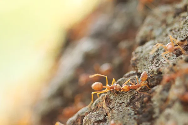 Las hormigas tejedoras rojas ayudan juntas . — Foto de Stock