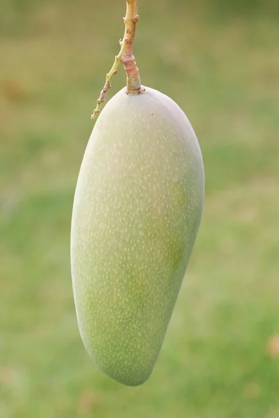 Mango pada cabang pohon . — Stok Foto