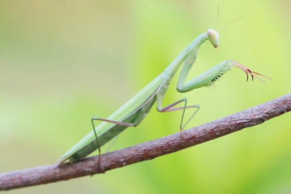 Orando Mantis en la rama del árbol —  Fotos de Stock