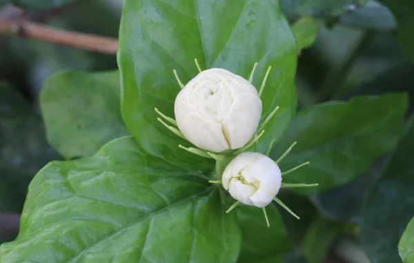 Jasmine flower — Stock Photo, Image