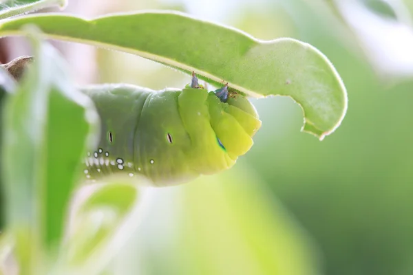 Macro cerrar Caterpillar, gusano verde . — Foto de Stock