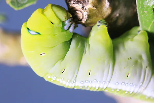Raupe, grüner Wurm frisst Blatt — Stockfoto