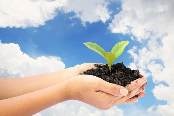 Woman hand holding a little green tree plant — Stock Photo, Image