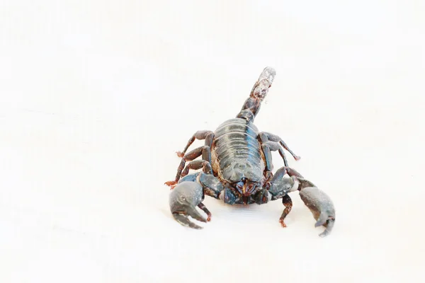 Czarny Skorpion. — Zdjęcie stockowe
