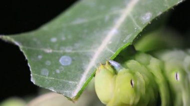 Makroyu kapat Caterpillar oluşturan.