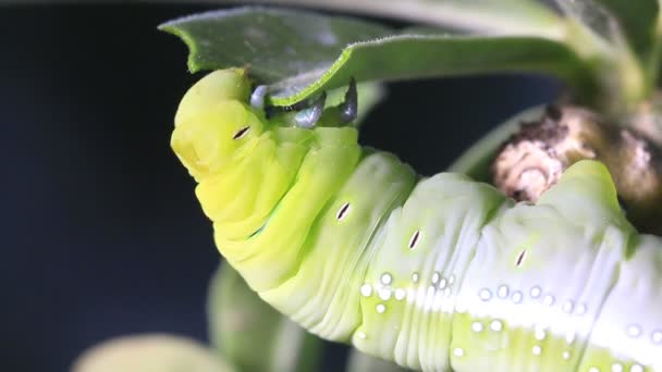 Макро закрывает Caterpillar . — стоковое видео