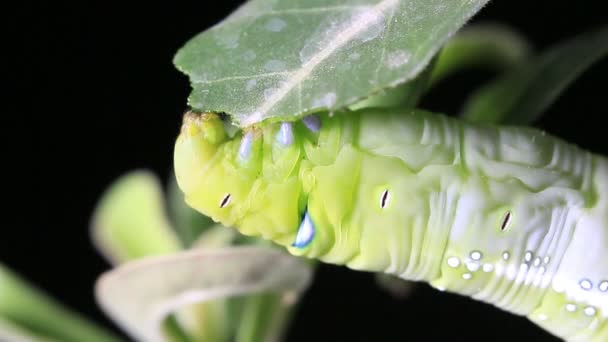 Macro fermer Caterpillar . — Video