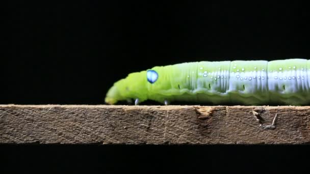 Macro cerrar Caterpillar — Vídeo de stock
