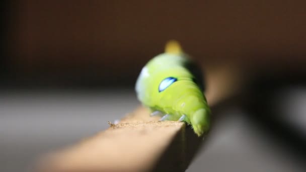 Macro cerrar Caterpillar — Vídeo de stock