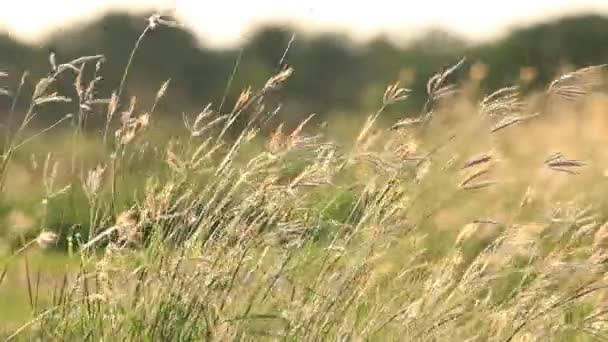 Flower Grass in breeze, Moved by Summer Wind Nature.