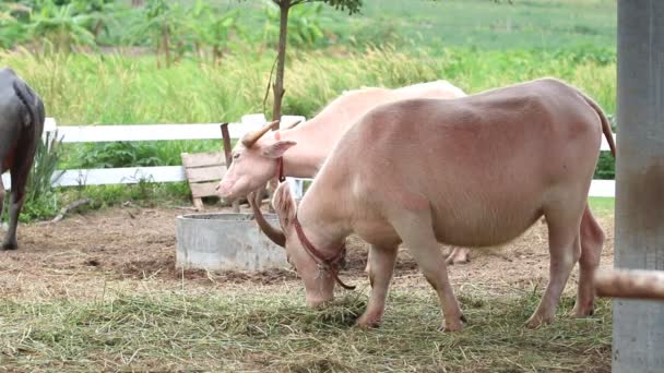 Albino-Büffel auf einem Bauernhof in Thailand. HD-Clip. — Stockvideo