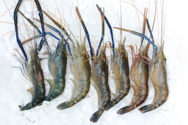 Ham dev tatlı su karides