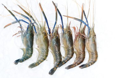 Ham dev tatlı su karides