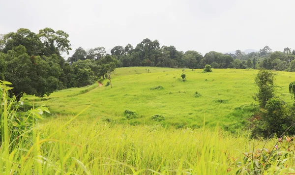 Paisagem campo de grama verde . — Fotografia de Stock