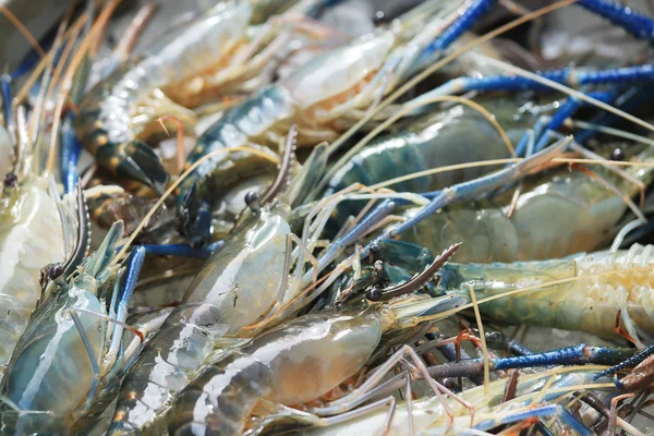 Langostino gigante de agua dulce crudo —  Fotos de Stock