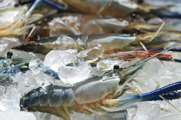 Langostino gigante de agua dulce crudo —  Fotos de Stock