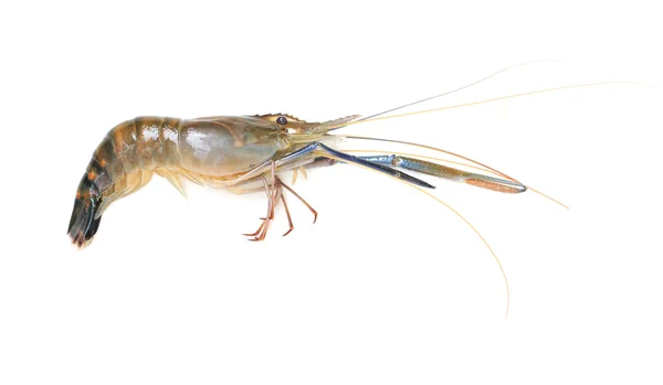 Raw giant freshwater prawn — Stock Photo, Image