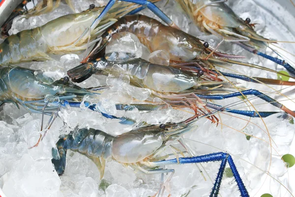 Langostino gigante de agua dulce crudo —  Fotos de Stock