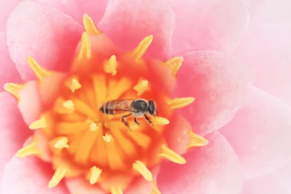 Пчела на розовом лотосе . — стоковое фото
