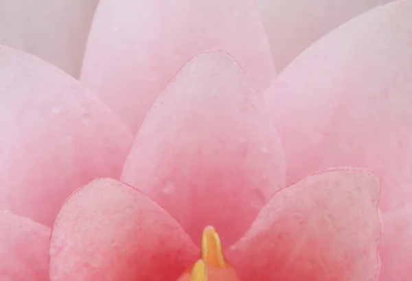 Plátku růžového Lotosový květ. — Stock fotografie