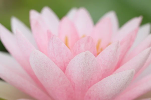 Kronblad rosa lotusblomma. — Stockfoto