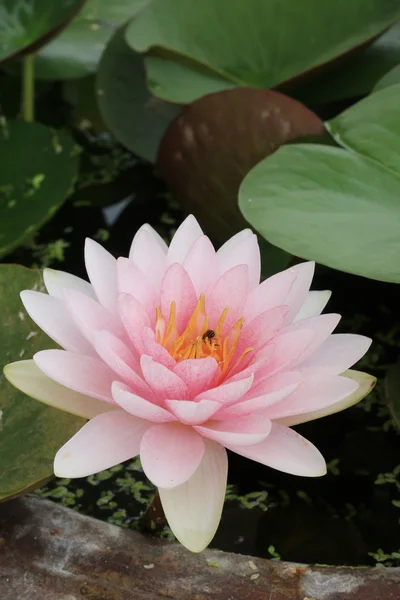 Bi på rosa lotus. — Stockfoto