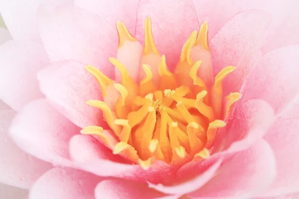 Розовый цветок лотоса . — стоковое фото
