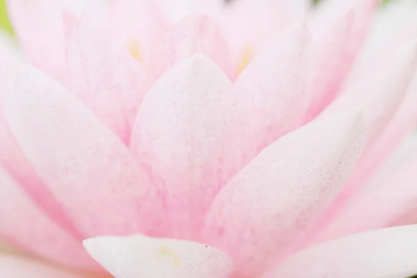 Fiore di loto rosa petalo . — Foto Stock