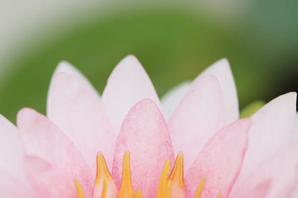 Пелюстка рожева квітка лотоса . — стокове фото
