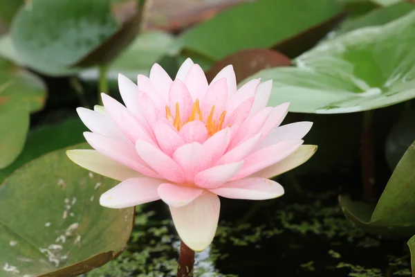 Makro närbild kronblad lotusblomma. — Stockfoto