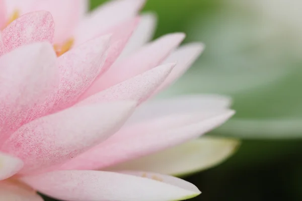 Fiore di loto rosa petalo . — Foto Stock