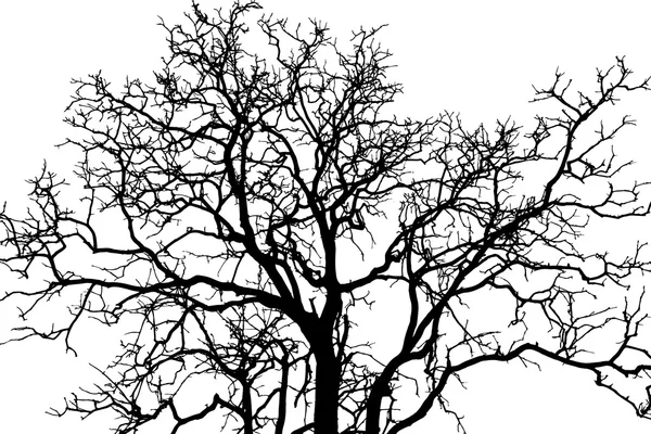 Branche d'arbre ombre noire, vecteur eps . — Image vectorielle