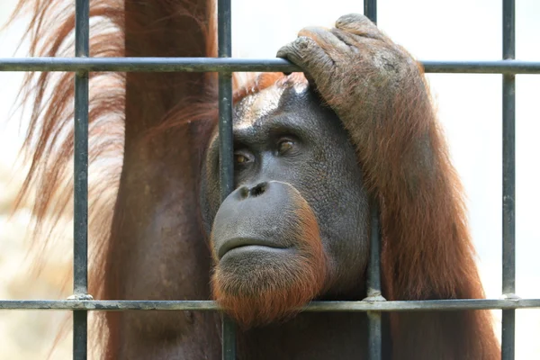 Big orangutan in cage. — Stock Photo, Image