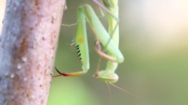 Ağaç dalı peygamber devesi