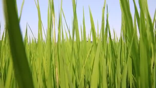 Groene padie rijst veld — Stockvideo