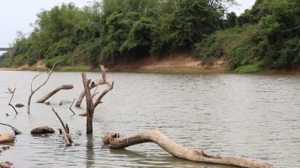 Dead tree wood in river, HD Clip. — Stock Video