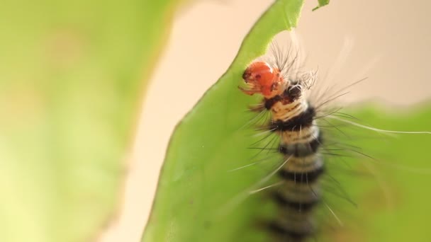 Raupen fressen grüne Blätter, hd clip. — Stockvideo