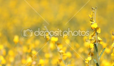 Sunn kenevir alan Breeze, odak çekti sarı