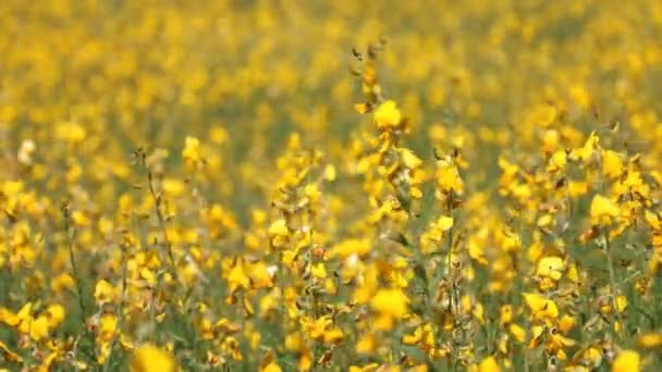 Campo de cânhamo Sunn amarelo na brisa, foco puxado — Vídeo de Stock