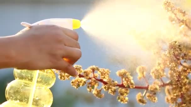 Blume mit Spray gießen, Nahaufnahme. — Stockvideo