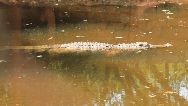 Cocodrilo en zoológico, Tailandia. Clip de alta definición . — Vídeos de Stock