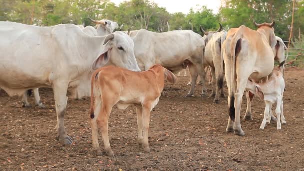 Veau allaitant dans une prairie, clip haute définition, thailand . — Video