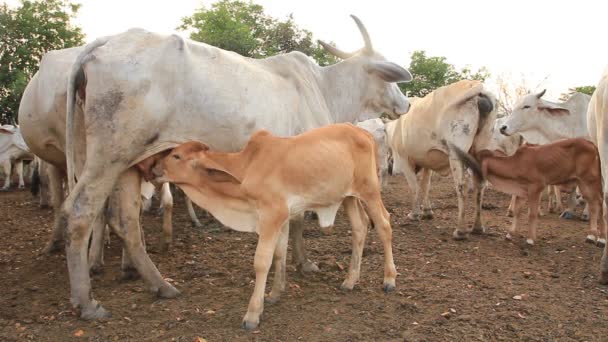 Calf suckling in a prairie,high definition clip,thailand. — Stock Video