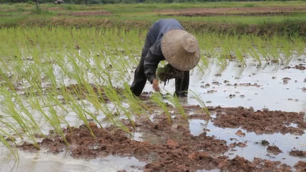 Les agriculteurs plantent du riz dans la ferme. Clip HD en Thaïlande . — Video