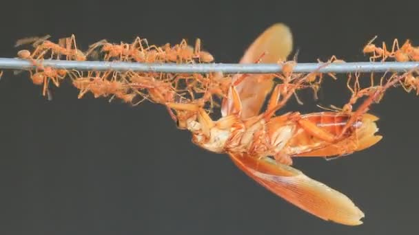 Formigas tecelãs vermelhas mover sua comida, conceito de trabalho em equipe, macro HD clip . — Vídeo de Stock