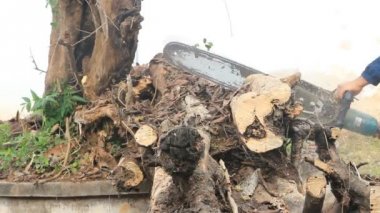 Elektrikli testere makinesi ile Hd klip kuru Ağaç kesme.